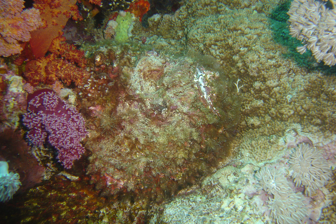 Synanceia verrucosa (Pesce pietra)